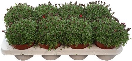 Saxifraga Alpino Peter Pan