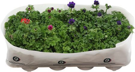 Anemone Harmony Mixtray