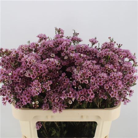 Chamelaucium 'nina's Delight'