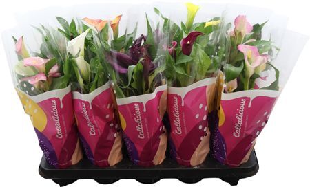 Zantedeschia (calla) Mix In Callali