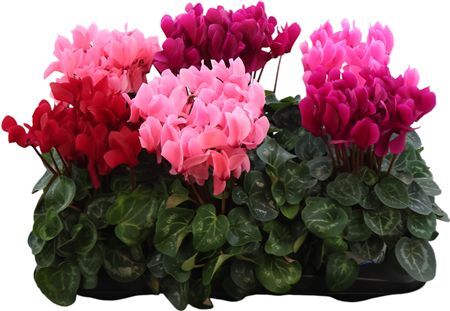 Cyclamen Grootbloemig Super Serie X
