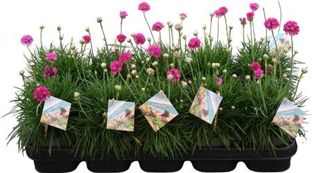 Armeria Maritima Roze