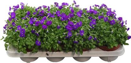 Aubrieta Gracilis Kitte