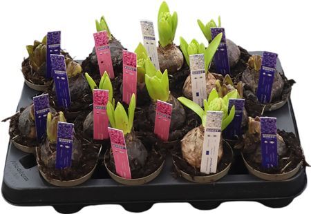 Hya A Gemengd 1pp 4kl