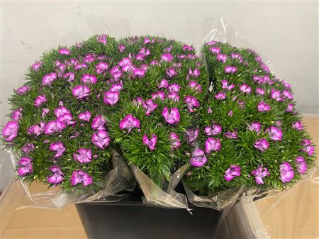 Di Barb Aldo Glicine