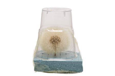 Dried Bleached Dandelion Regular