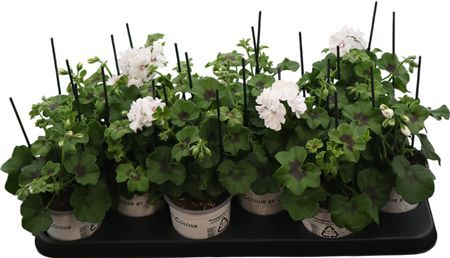 Pel Pelt Sunflair White