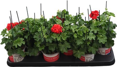 Pel Pelt Medio Ga Rood