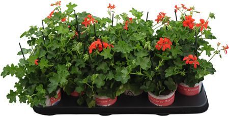 Pel Pelt Balkon Rood