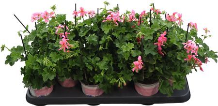 Pel Pelt Bolkan Roze