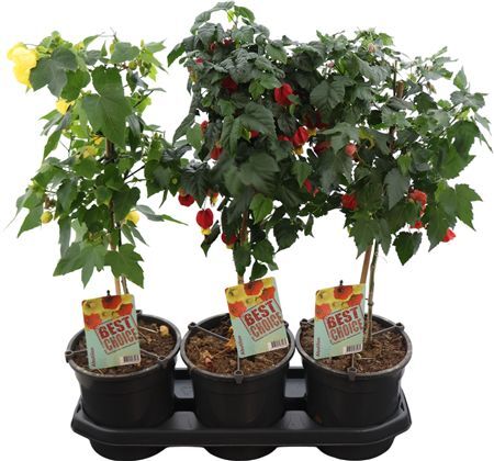 Abutilon Gemengd Stam