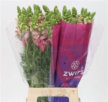 Antir Poto Cherry Rose