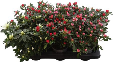 Azalea Gemengd