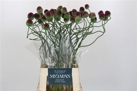 Allium Dancing Tango