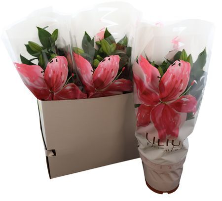 Lil Or Gemengd Special 5pp