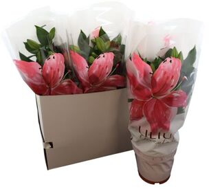 Lil Or Gemengd Special 5pp