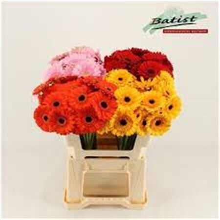 Ge Mi Gemengd 4 Kleuren Aqua