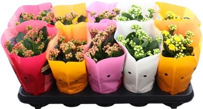 Kalan Gev Gemengd Goodie