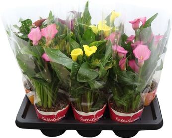 Zant Gemengd 4+ Potcover