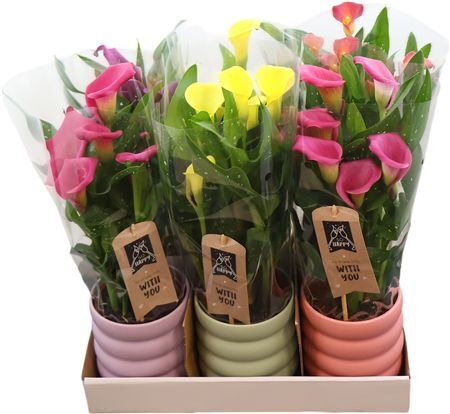 Zant Gemengd 4+ Keramiek Malmö