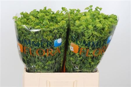 Bupleurum Rotundifol