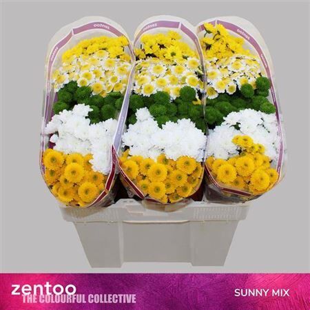 Chr S Gem Sunnymix