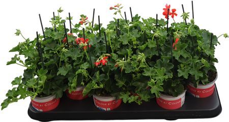 Pel Pelt Balkon Rood