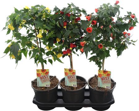 Abutilon Gemengd Stam