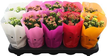 Kalan Gev Gemengd Goodie