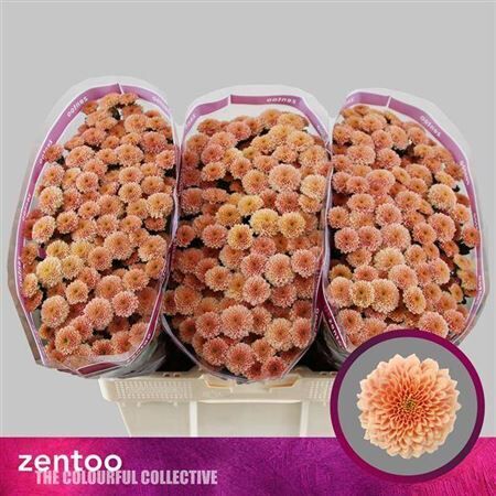 Chr S Miller Apricot