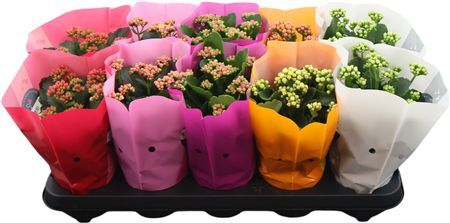 Kalan Gev Gemengd Goodie