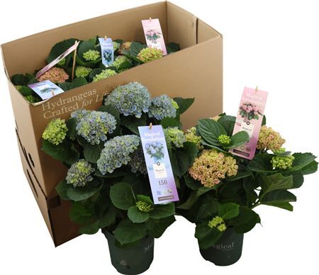 Hydr M Magic Revolution Gemengd 5+