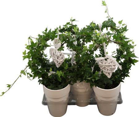 Hed He Overig Groen Boog Keramiek + Hart