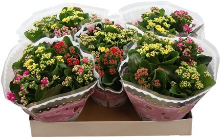 Kalan Gev Gemengd Carnaval