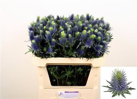 Eryn Supernova Qstar