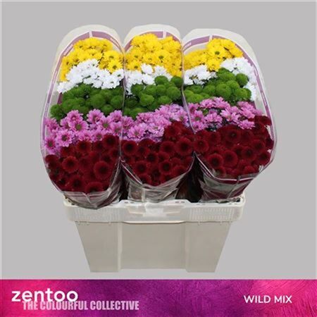 Chr S Gem Wildmix