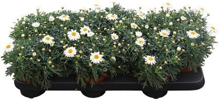 Argyr Frut White