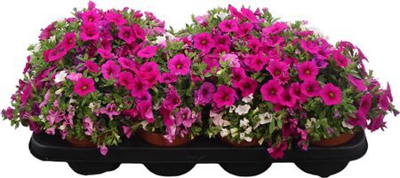 Calibrachoa Tricolor Paradise Pink
