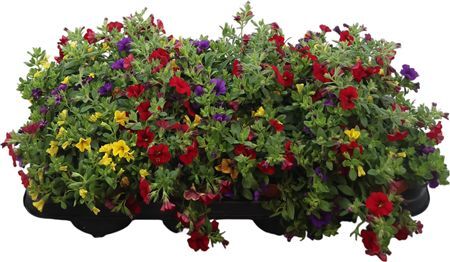 Calibrachoa Tricolor Tropicana