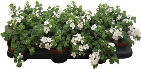 Bacopa Sutera White Showers
