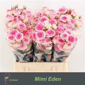 R Tr Mimi Eden