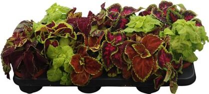 Coleus Blumei Wizard