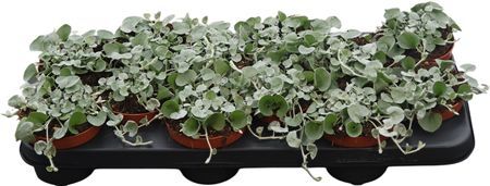 Dichondra Silver Falls