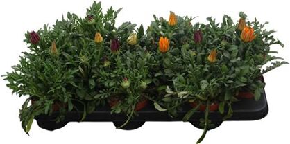 Gazania Gemengd
