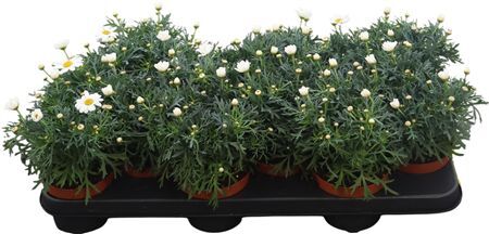 Arg Frutescens White