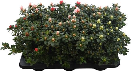 Azalea Gemengd