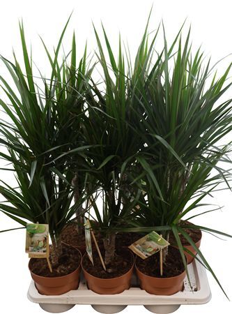 Dra Marginata 30-15