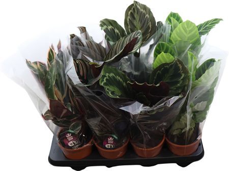 Calathea Gemengd