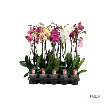 Phal Gemengd 2 Tak 14+ Levo Plant
