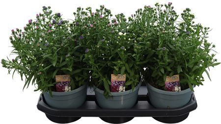 Aster Showmaker Quattro Gemengd